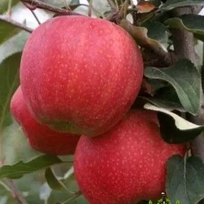 Яблоня ГАЛА ШНИГА в Светлогорске