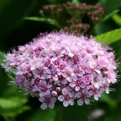 Спирея ПИНК СПАРКЛЕР в Светлогорске