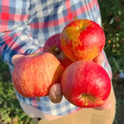 Яблоня КРАСАВИТА в Светлогорске