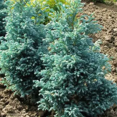 Кипарисовик БУЛЕВАРД горохоплодный в Светлогорске