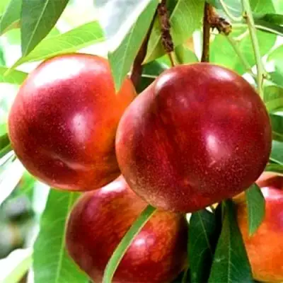 Нектарин СТАРК РЕД ГОЛД в Светлогорске