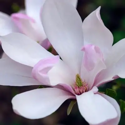 Магнолия ПИНКИ в Светлогорске