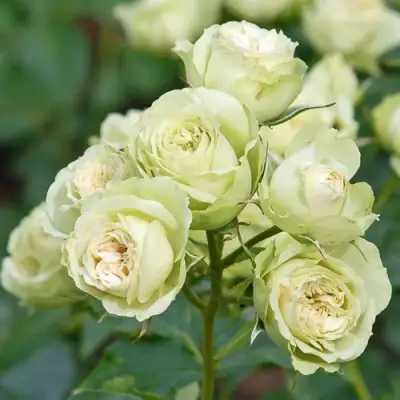 Роза ГРИН ДАЙМОНД миниатюрная в Светлогорске