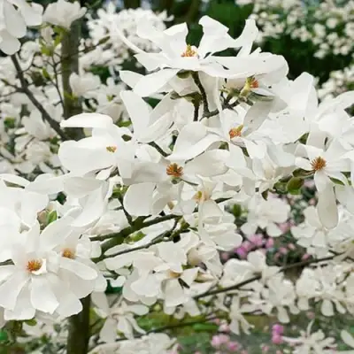 Магнолия ЛЕБНЕРА МЕРРИЛЛ в Светлогорске