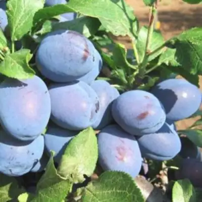 Слива ГИЛЬБЕРТ в Светлогорске