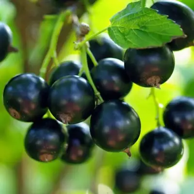 Смородина чёрная ВЕЛОЙ (ЛЕНИНГРАДСКАЯ СЛАДКАЯ) в Светлогорске