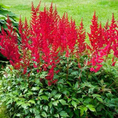 Астильба КОБЛЕНЦ японская в Светлогорске