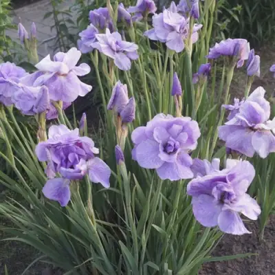 Ирис ИМПЕРИАЛ ОПАЛ сибирский в Светлогорске