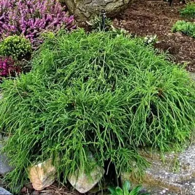 Кипарисовик ФИЛИФЕРА НАНА горохоплодный  в Светлогорске