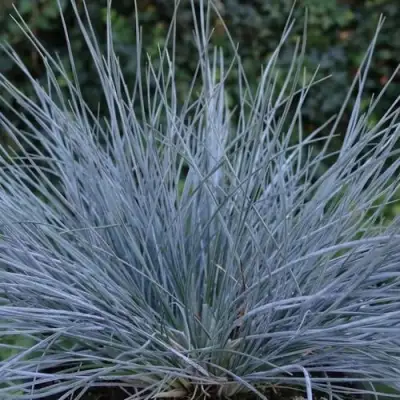 Овсяница АЙСФОГЕЛЬ сизая в Светлогорске