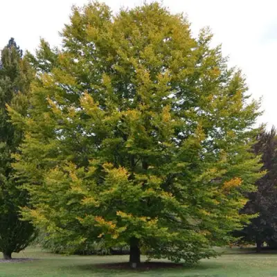 Бук лесной в Светлогорске