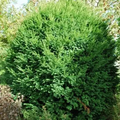 Тис РЕПАНДЕНС ягодный в Светлогорске