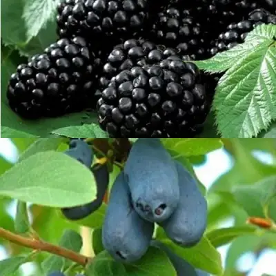 Комплект ЯГОДНЫЙ ДУЭТ в Светлогорске