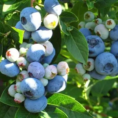 Голубика ДАРРОУ в Светлогорске