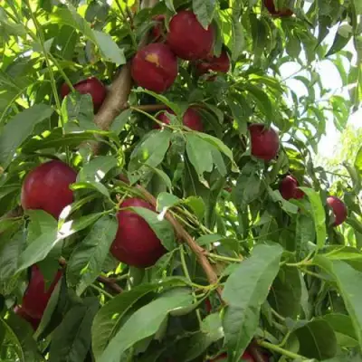 Нектарин ЭКСТРИМ БЬЮТИ в Светлогорске