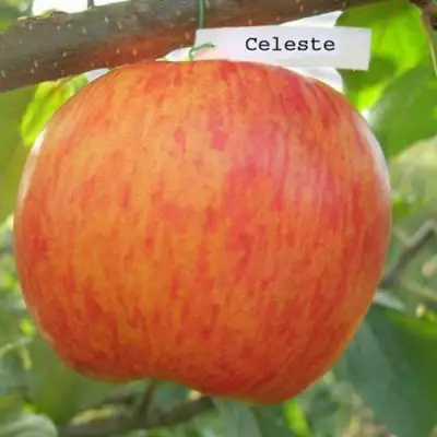 Яблоня ЦЕЛЕСТЕ в Светлогорске