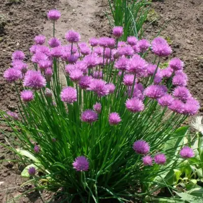 Лук-шнитт в Светлогорске