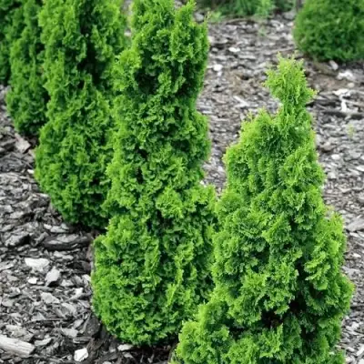 Туя ЗМАТЛИК западная в Светлогорске