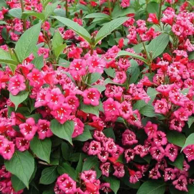 Вейгела БРИСТОЛЬ РУБИ в Светлогорске