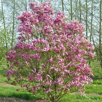 Магнолия СЬЮЗАН в Светлогорске