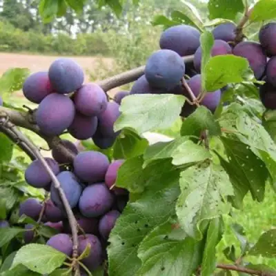 Слива ПЕРДРИГОН в Светлогорске