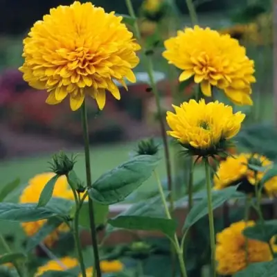 Подсолнечник СОЛЕЙЛ ДЕ ОР в Светлогорске