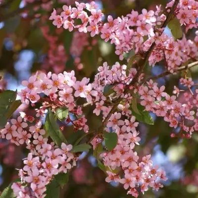 Черемуха КОЛОРАТА в Светлогорске