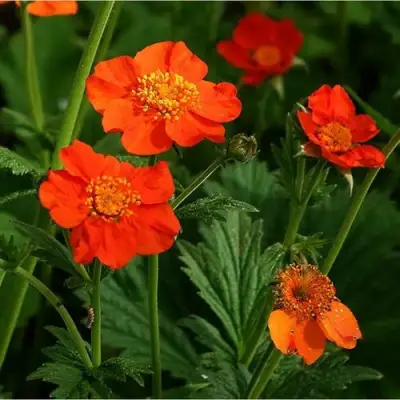 Гравилат БОРИСА в Светлогорске