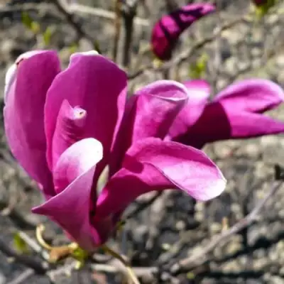 Магнолия СЬЮЗАН в Светлогорске