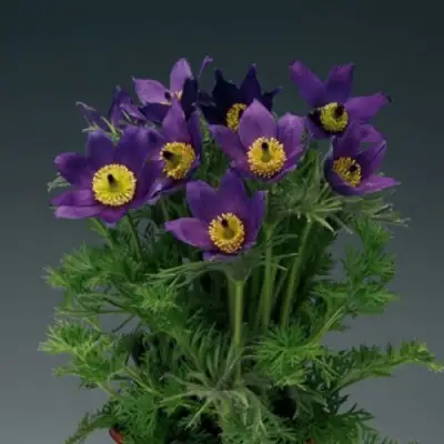 Прострел ПИНВИЛ БЛЮ ШЕЙДЕС в Светлогорске