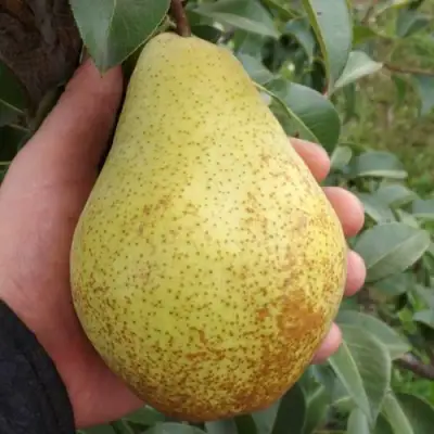 Груша ГЕНЕРАЛ ЛЕКЛЕРК в Светлогорске