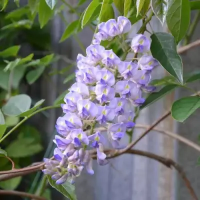 Глициния макростахия БЛЮ МУН в Светлогорске