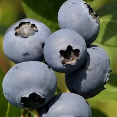 Голубика ЧАНДЛЕР в Светлогорске