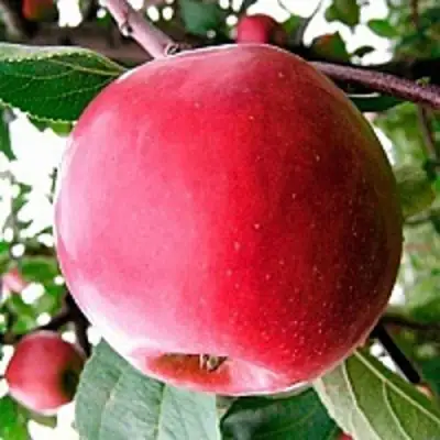 Яблоня КОВАЛЕНКОВСКОЕ в Светлогорске