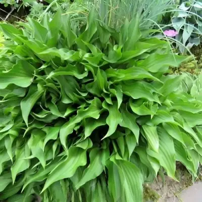 Хоста ГАРРИ ВАН ТРИЕР в Светлогорске