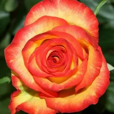 Роза ХАЙ МЭДЖИК чайно-гибридная в Светлогорске