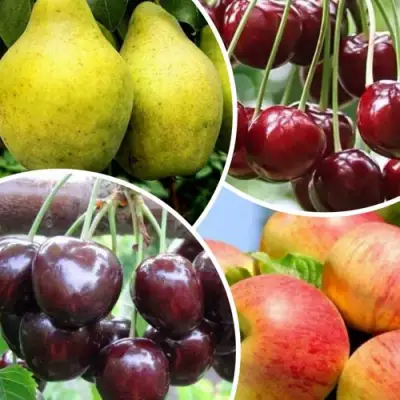 Комплект НАСЛАЖДЕНИЕ в Светлогорске