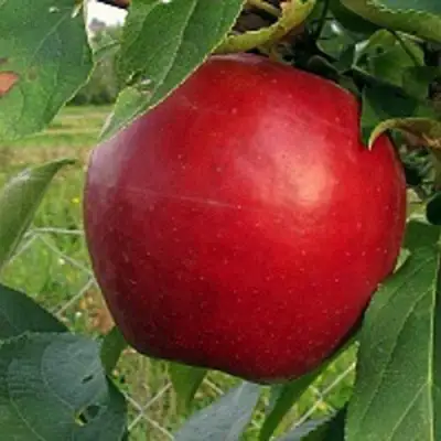 Яблоня РЕДФРИ в Светлогорске