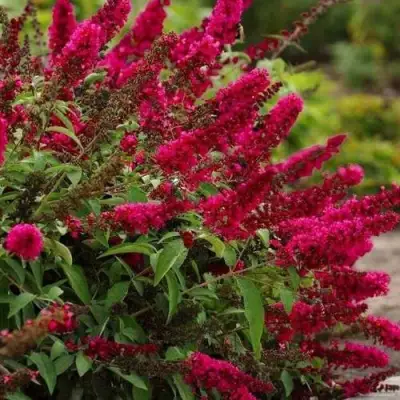 Буддлея давида РОЯЛ РЕД в Светлогорске