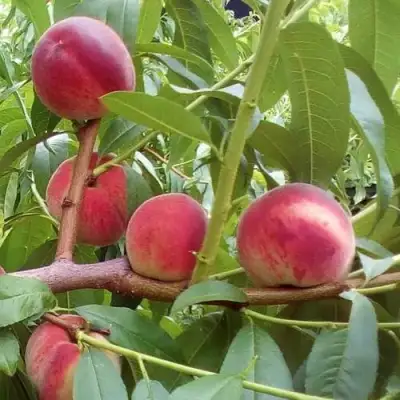 Персик КИЕВСКИЙ РАННИЙ в Светлогорске