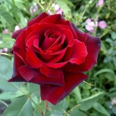 Роза ТАБУ чайно-гибридная в Светлогорске