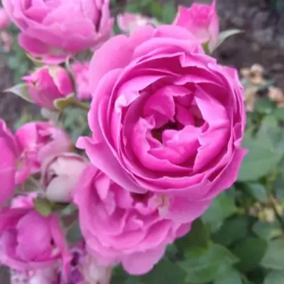 Роза МИСТИ БАБЛС спрей в Светлогорске