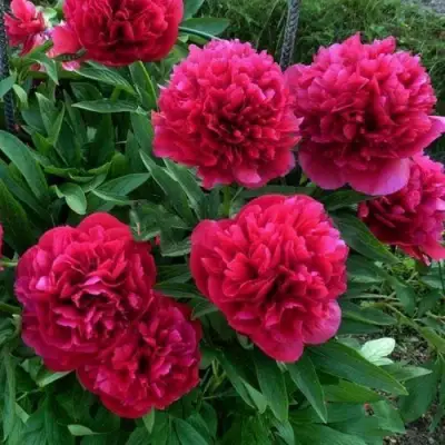 Пион БЕЛГРАВИЯ травянистый в Светлогорске