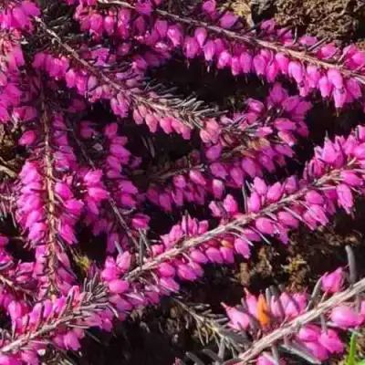 ЭРИКА "АЛЬПИЙСКИЙ ВЕРЕСК" (зимующая) сорт АТРОРУБРА в Светлогорске