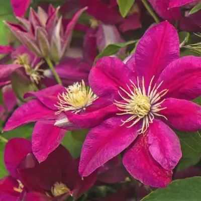 Клематис ЭРНЕСТ МАРКХАМ в Светлогорске