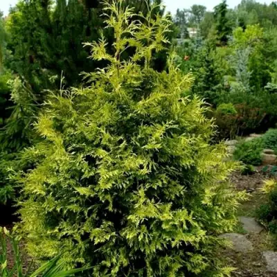 Туя ЗЕБРИНА ЭКСТРА ГОЛД складчатая в Светлогорске