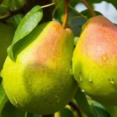 Груша ФЛЕЙТА в Светлогорске