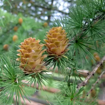 Лиственница КЕМПФЕРА в Светлогорске