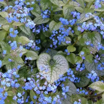 Бруннера ДЖЭК ФРОСТ в Светлогорске