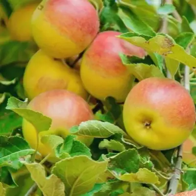 Яблоня ПАМЯТЬ БЛЫНСКОГО колонновидная в Светлогорске